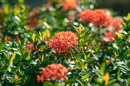 flower garden at my moms houseの写真素材
