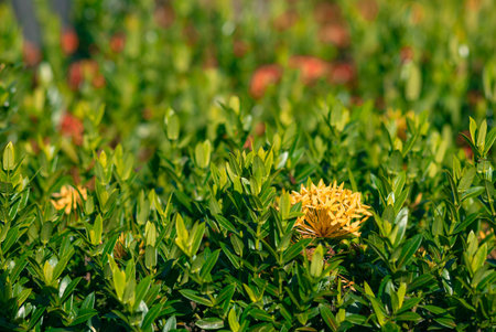 flower garden at my moms houseの写真素材