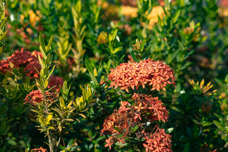 flower garden at my moms houseの写真素材