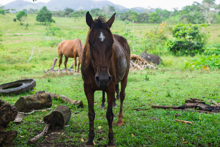 dark chocolate colored horse resting under the shadeの写真素材