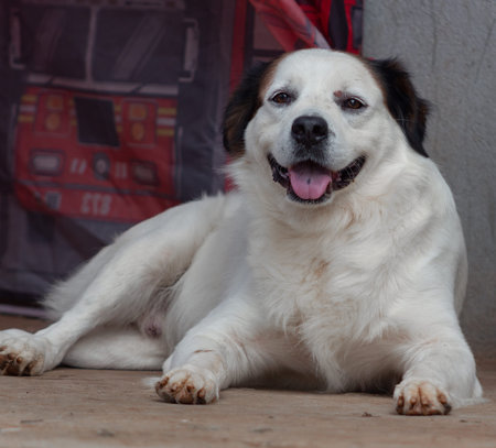 white dog with open muzzle while on the ground