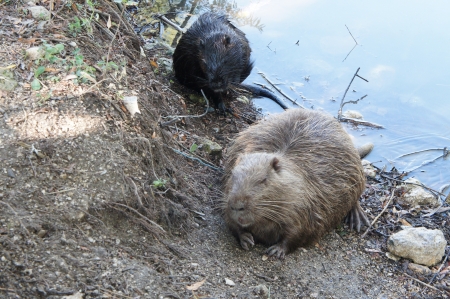 two muskrats sit on a bank of a lakeの写真素材