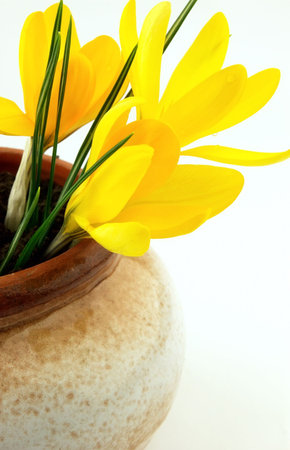 Flowersの写真素材