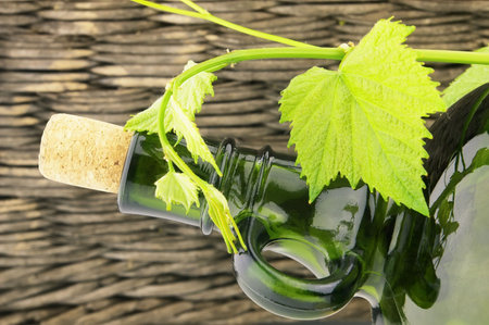 Wine and vineの写真素材