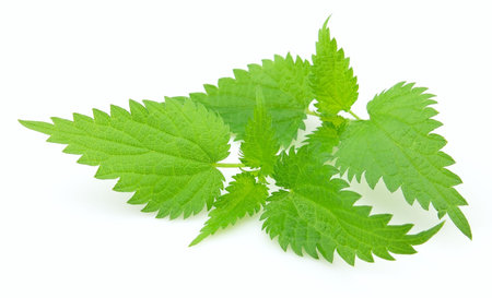 Young nettle on a white background