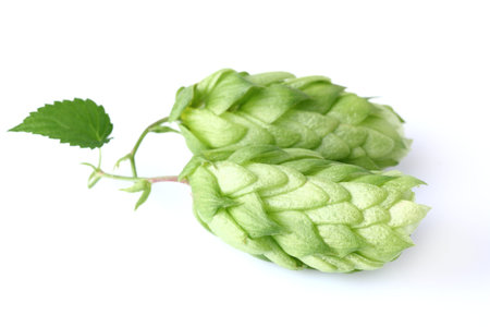 Green hop with leaf
