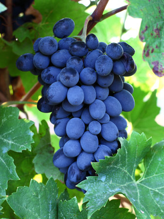 Fresh grapes