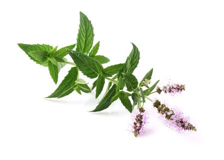 Mint flowers on a white background