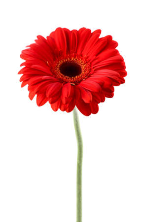 Gerbera in closeupの写真素材