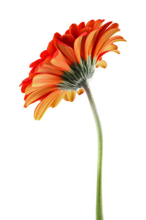 Gerbera on a white backgroundの写真素材