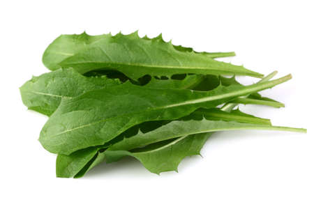 Leaves of dandelionの写真素材