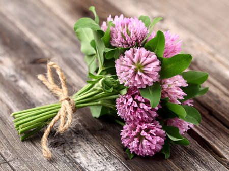 Red clover on a wooden backgroundの写真素材