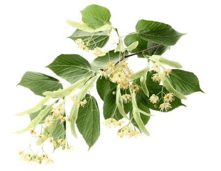 Branch of linden on a white backgroundの写真素材