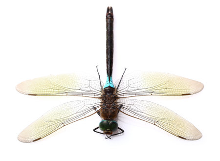 Dragonfly in closeup