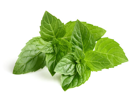 Mint leaves in closeup