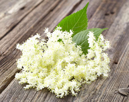 Elder flowers on a wooden backgroundの写真素材