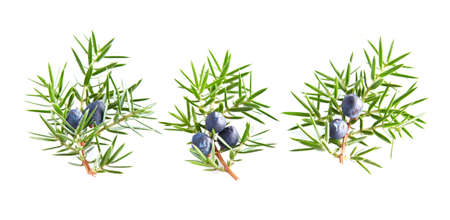 Juniper branch in closeupの写真素材
