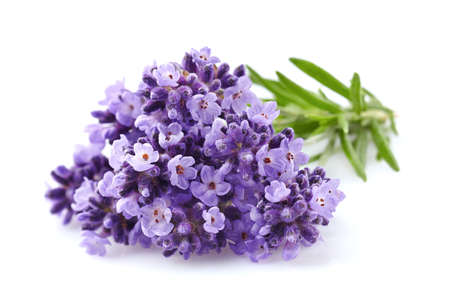 Lavender flowers in closeupの写真素材