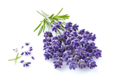 Lavender flowers in closeup