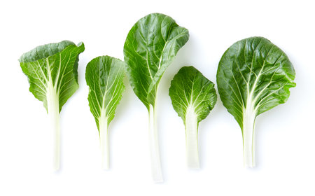 Chinese paksoi leaves on white backgroundの写真素材