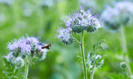 Phacelia tanacetifolia plant. Macro of a honey bee.