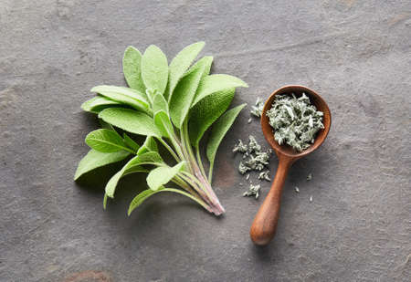 Sage plant on graphite backgroundの写真素材