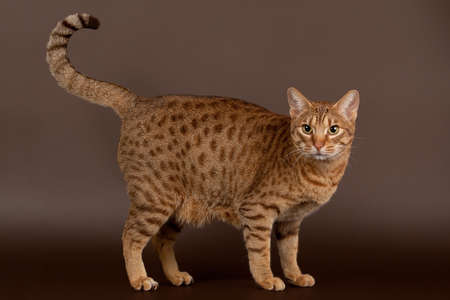 Ocicat male cat on dark brown backgroundの写真素材
