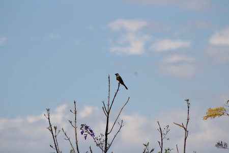 Flora and fauna, Valle del Cauca