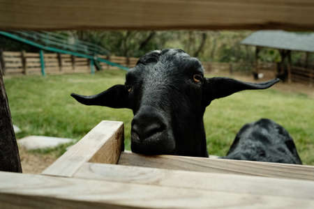 Flying Cow Ranch Black Goatの写真素材