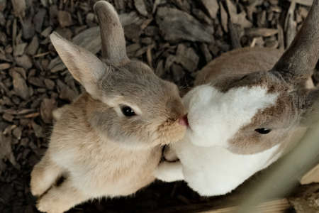 Flying cow ranch bunny area, bunny kissingの写真素材