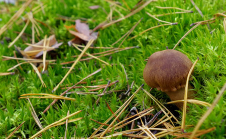 Poland, Popowo Letnisko, 26 September 2021, mushroom in the moss, autumnの写真素材