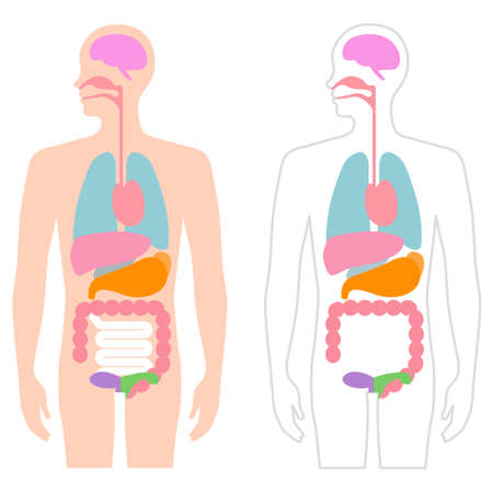 Human Body Visceral Illustrationのイラスト素材