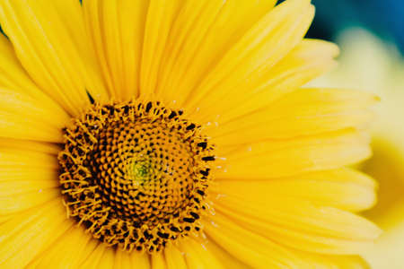 beautiful yellow Sunflower petals の写真素材