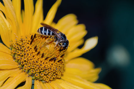 close-up bee on flower collectsの写真素材