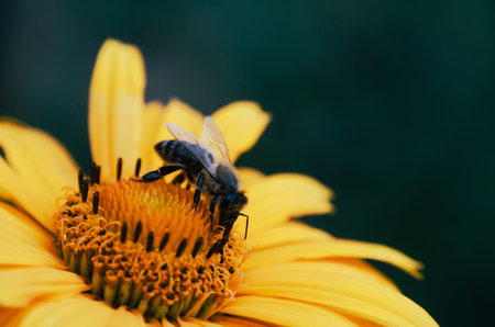 close-up bee on flower collects