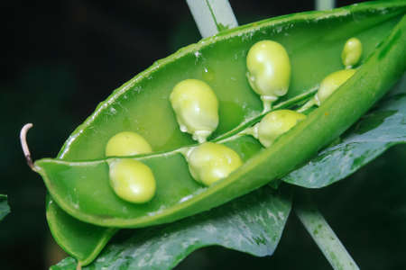 Close-up of green peaの写真素材