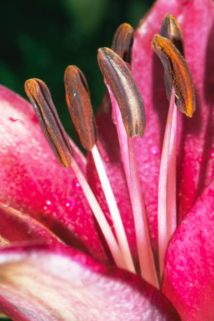 Under a pink gerbera の写真素材