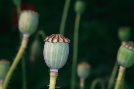 close-up of the centre of a poppyの写真素材