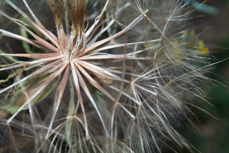 Dandelion flower