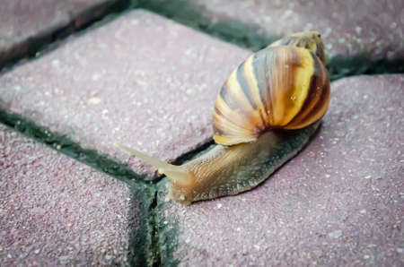 Close up shot of moving snail の写真素材