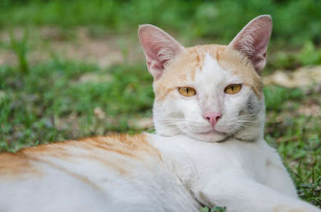 Cat Looking for somethingの写真素材