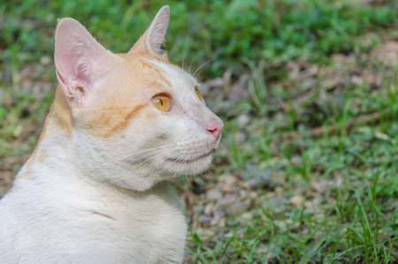 Cat Looking for somethingの写真素材