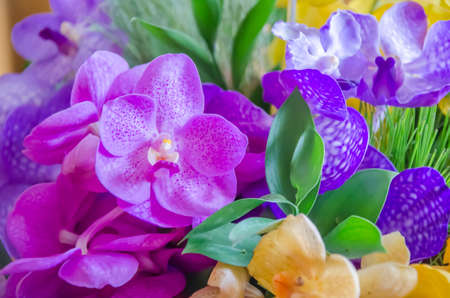 Purple and Pink orchid flowers close up の写真素材