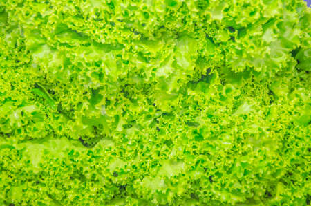 Green fresh salad in the market の写真素材