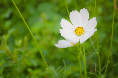 White Cosmos Flowers in a fieldの写真素材