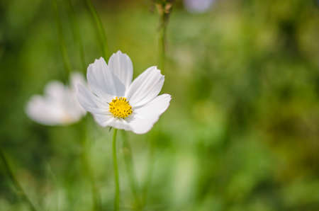 White Cosmos Flowers in a fieldの写真素材