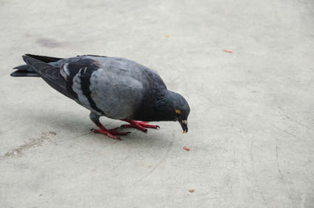 Pigeon looking for some food on the ground の写真素材