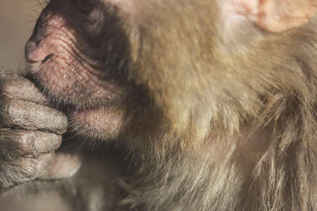 monkeyの写真素材