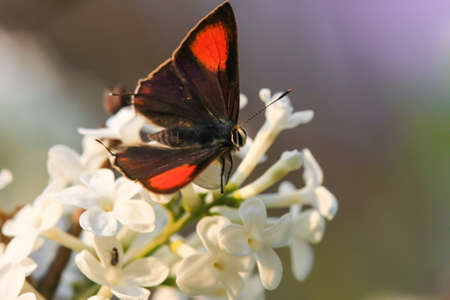 Butterflyの写真素材