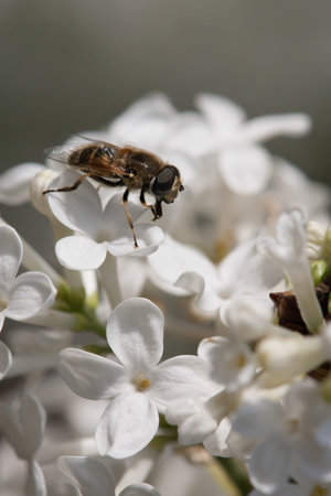 Common fruit fly with White LILAC